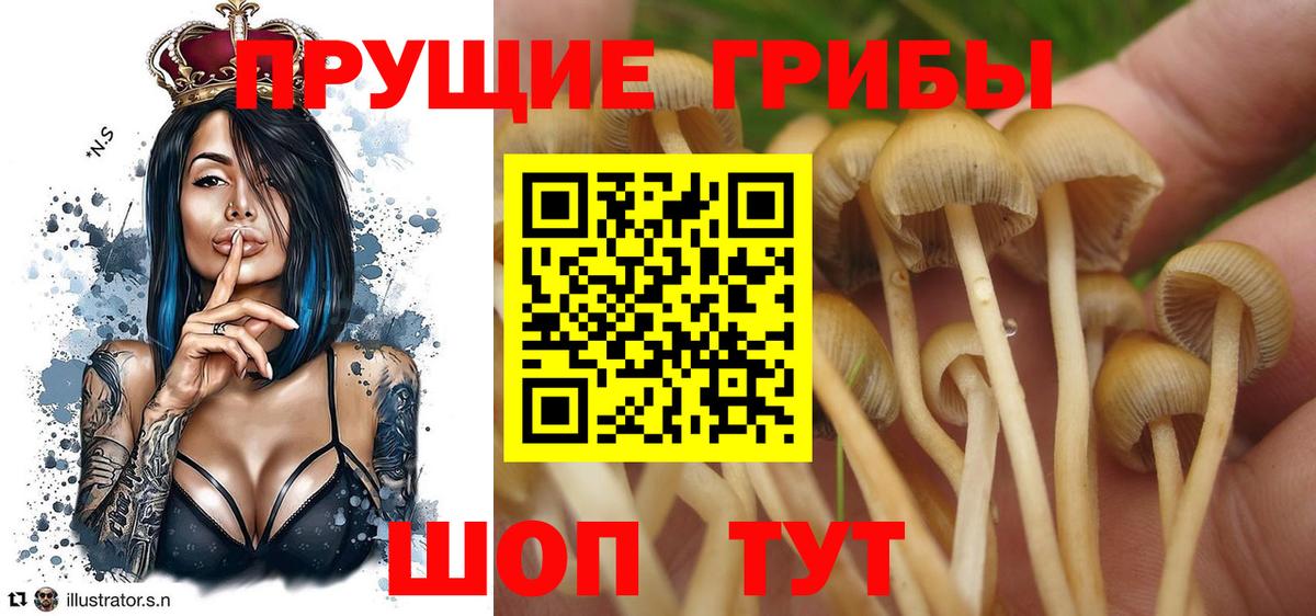 Галлюциногенные грибы Cubensis Медногорск